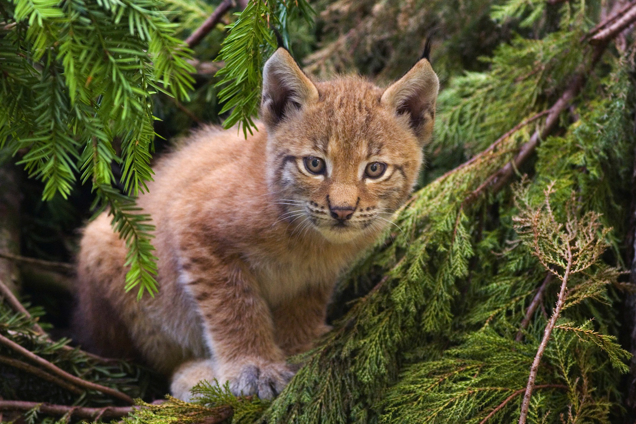 Lynx Thumbnail